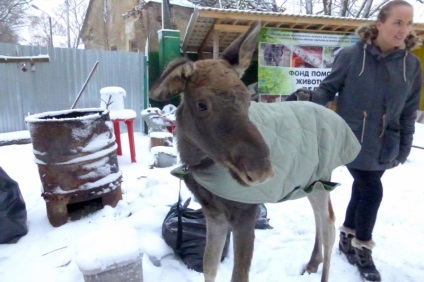 Врятований лосеня подружився з лисицею, собакою і вовком