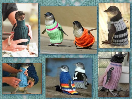 Salvarea de tricotat, sau cum să ajute pinguinii - maeștrii corecți - manual, manual