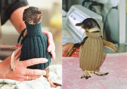 Salvarea de tricotat, sau cum să ajute pinguinii - maeștrii corecți - manual, manual