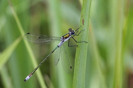 Dragonfly de la Droidadut (lestes dryas) - michael falcons