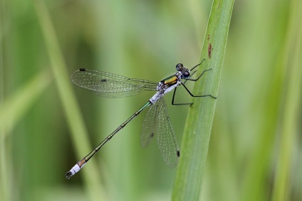 Dragonfly Lütke-nimfa (lestes dryas) - Mikhail Sokolov (lestes) Dragonfly Lütke-nimfa (lestes dryas) - Mikhail Sokolov