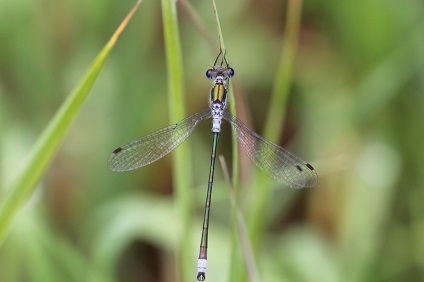 Dragonfly de la Droidadut (lestes dryas) - michael falcons