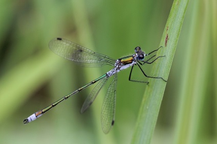 Dragonfly de la Droidadut (lestes dryas) - michael falcons