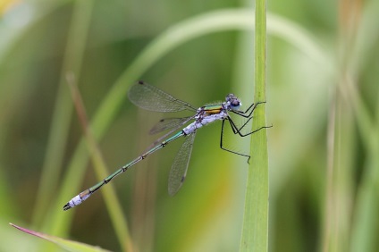 Dragonfly de la Droidadut (lestes dryas) - michael falcons