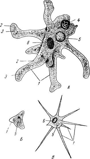 Structura sarcodaceelor ​​prin exemplul amoeba proteus amoeba proteus