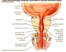 Zonele structurale ale glandei prostatei și rolul lor în funcționarea organului