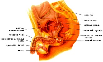 Zonele structurale ale glandei prostatei și rolul lor în funcționarea organului
