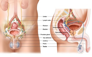 Zonele structurale ale glandei prostatei și rolul lor în funcționarea organului