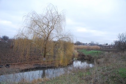 Cabana uscată