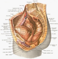 Lumanari Dicluberl cu prostatita rapidă a simptomelor