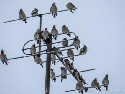 waxwings repült