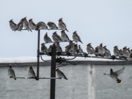 waxwings repült