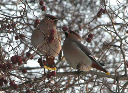 Waxwing, madár waxwing, waxwings, állatok