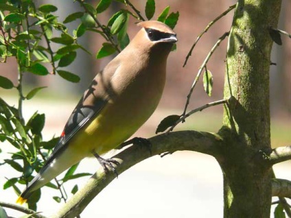 Waxwing, madár waxwing, waxwings, állatok