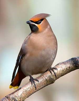 Waxwing, madár waxwing, waxwings, állatok