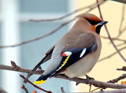 Waxwing, madár waxwing, waxwings, állatok