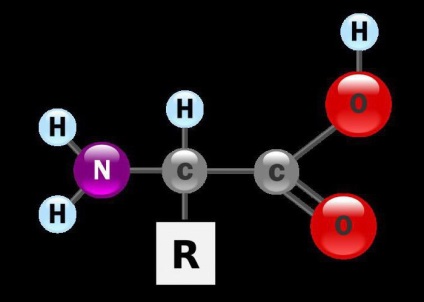 Jellemzők és funkciók az aminosavak