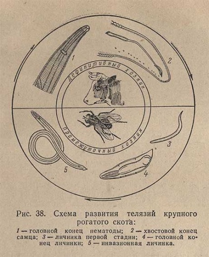 Telasioza bovinelor - morfologia și biologia patogenului, patogeneza, diagnosticul,