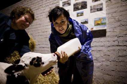 Tina Kandelaki a forțat vacile de muls - un portal despre celebrități precum