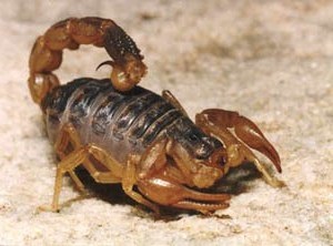 Coada lui Tolstoy, scorpionul caucazian, scorpionul negru