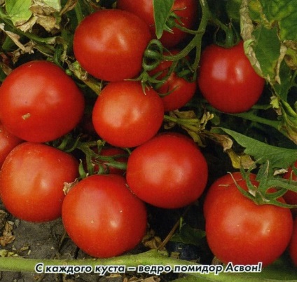 Tomato - aswon - f1, caracteristici și descrierea soiului, randament, fotografie