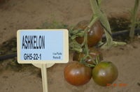 Clarabella tomato f1