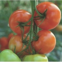 Tomato clarabella f1 (clarabella f1), cumpărați semințe de tomate de la începutul anului cueridino mare de fructe preț f1