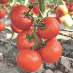 Tomato clarabella f1 (clarabella f1), cumpărați semințe de tomate de la începutul anului cueridino mare de fructe preț f1
