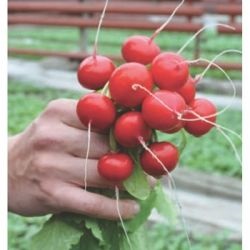 Tomato clarabella f1 (clarabella f1), cumpărați semințe de tomate de la începutul anului cueridino mare de fructe preț f1