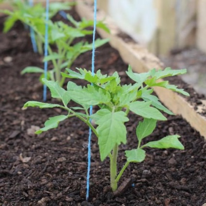 Roșu miracol de tomate