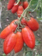 Tomato Niagara