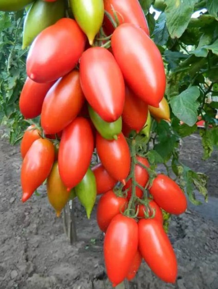 Tomato Niagara