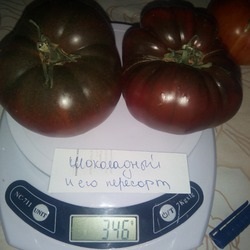Tomato ciocolată descriere a mărcii, recenzii, fotografii