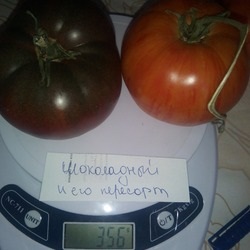 Tomato ciocolată descriere a mărcii, recenzii, fotografii