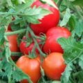 Tomato - ciocolată - caracteristicile soiului și descrierea cultivării și îngrijirii, recenzii și fotografii