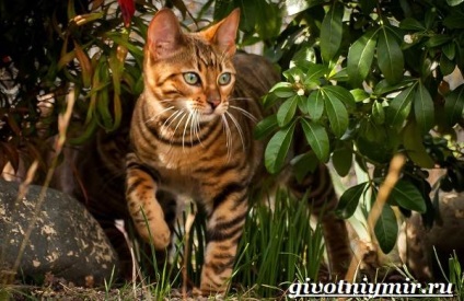 toyger macska