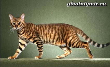 toyger macska