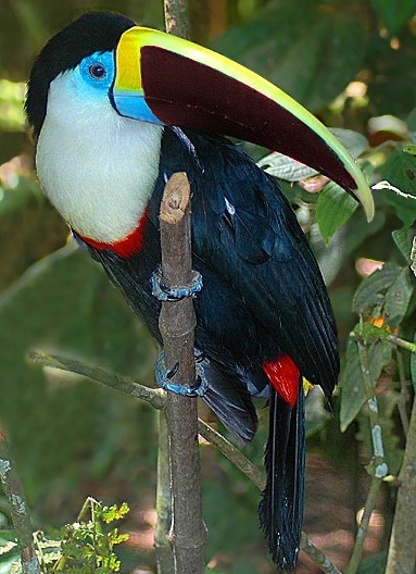 Toucanii - ramphastidae