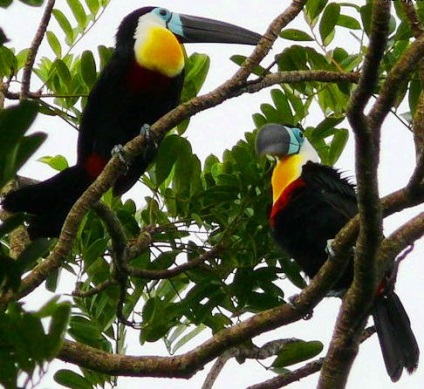 Toucanii - ramphastidae