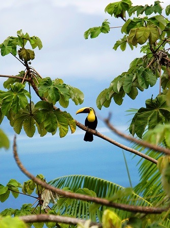 Toucanii - ramphastidae