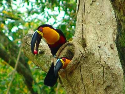 Toucanii - ramphastidae