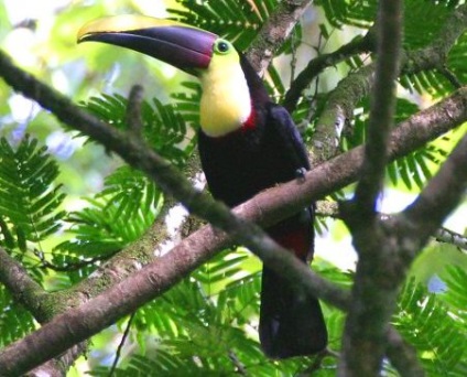 Toucanii - ramphastidae