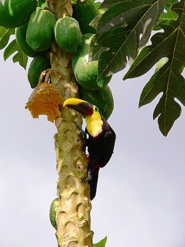 Toucanii - ramphastidae