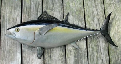 Tonul peștelui este roșu sau alb pentru care este util și pentru cine este dăunător de ce