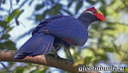 Turako Bird