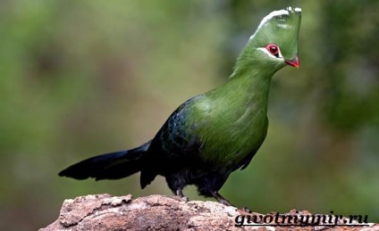 Turako Bird