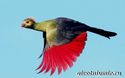 Turako Bird
