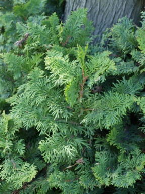 Tuya - plante conifere - arbori ornamentali și arbuști