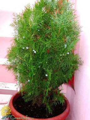 Tuya - plante conifere - arbori ornamentali și arbuști