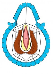 Urethroplasty - chirurgie de strictura uretra, Spitalul Clinic Central nr. 1, site-ul Moscovei